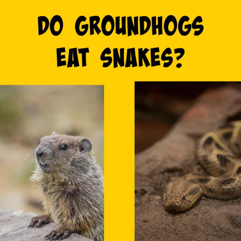 Do Groundhogs Eat Snakes? - Squirrels at the Feeder