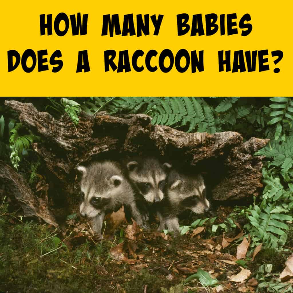 How Many Babies Does A Raccoon Have? - Squirrels at the Feeder