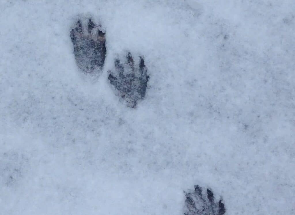 Raccoon Tracks: The Paw Print Identification Guide - Squirrels at the ...