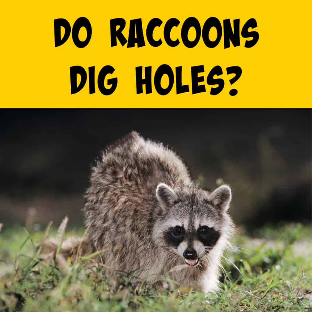 Raccoon Digging Behaviors: Food vs Burrows - Squirrels at the Feeder