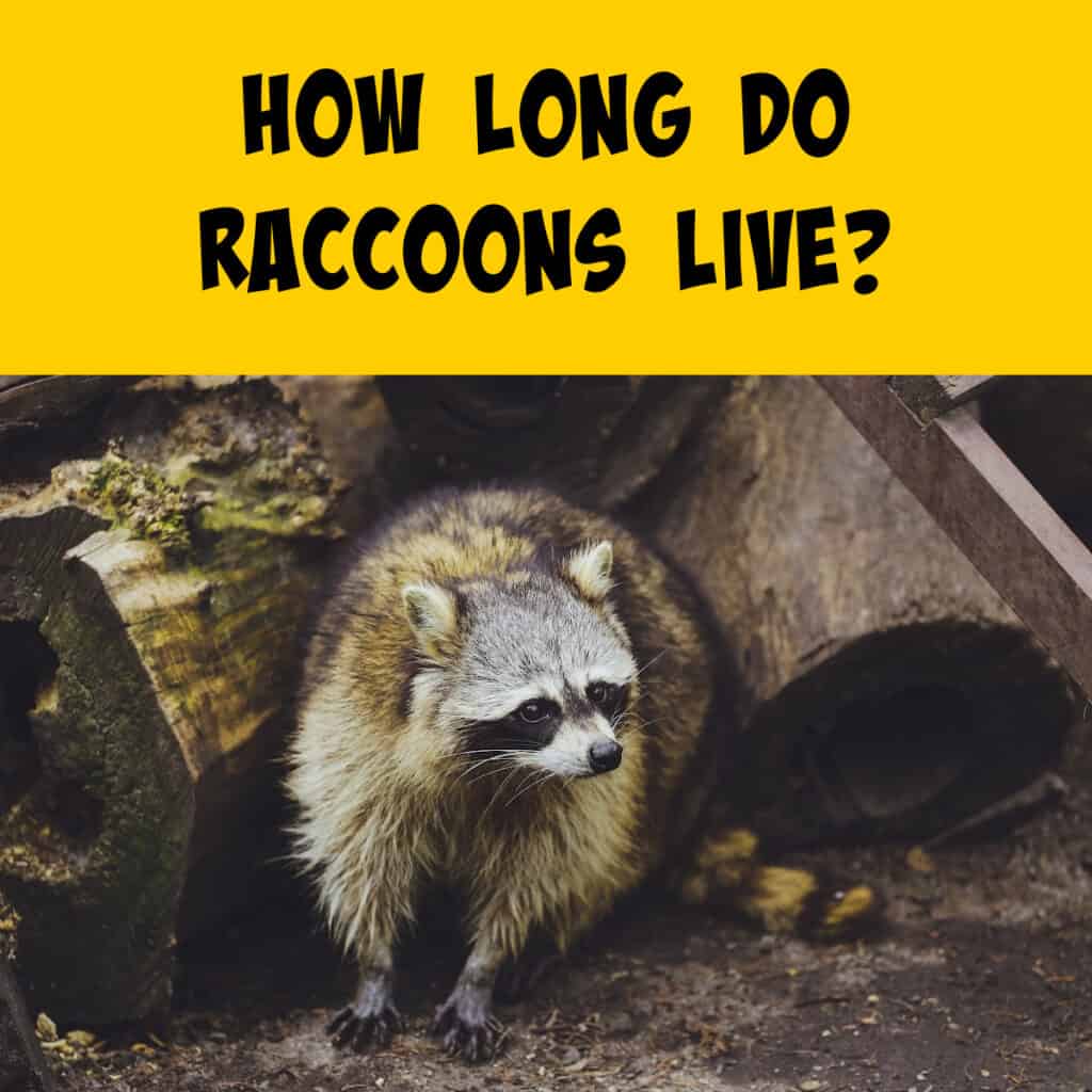 how-long-do-raccoons-live-squirrels-at-the-feeder