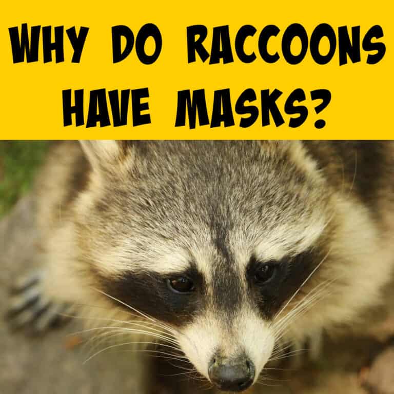 why-do-raccoons-have-masks-squirrels-at-the-feeder