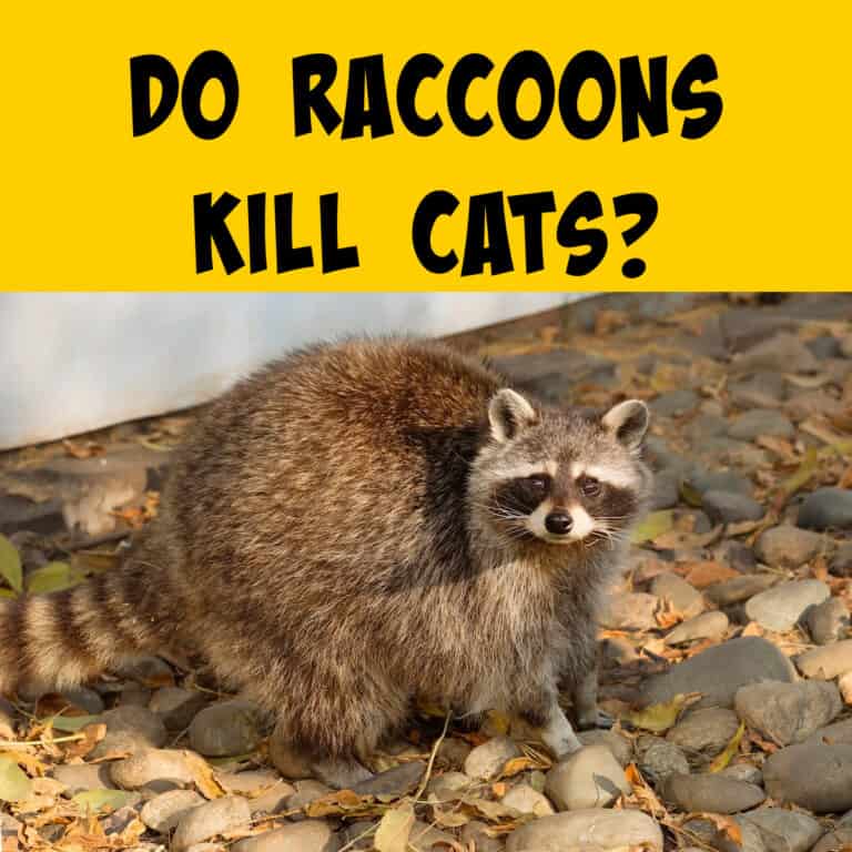 Do Raccoons Kill Cats? - Squirrels at the Feeder