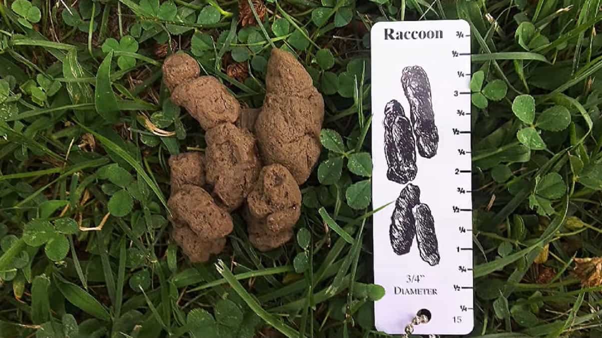 Raccoon Poop: Ultimate Scat Identification Guide - Squirrels at the Feeder