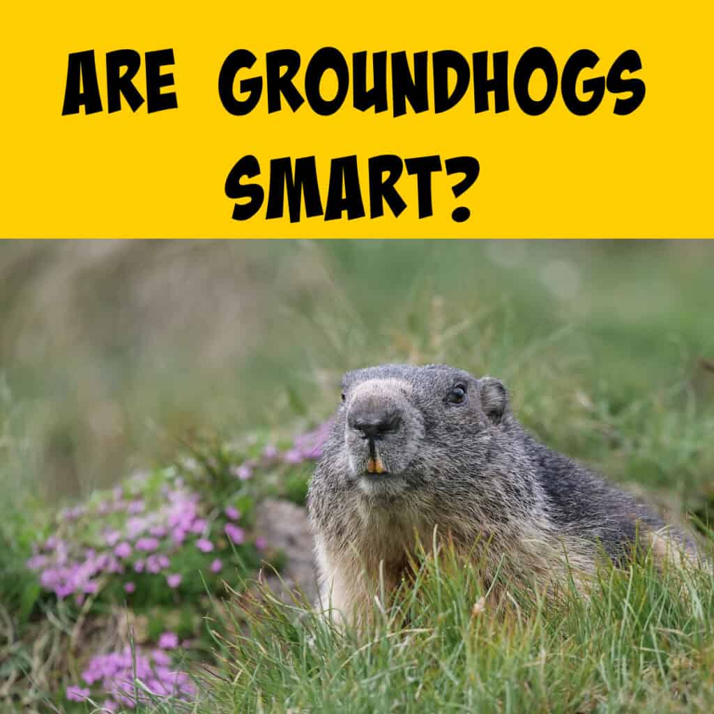 Are Groundhogs Smart? - Squirrels at the Feeder