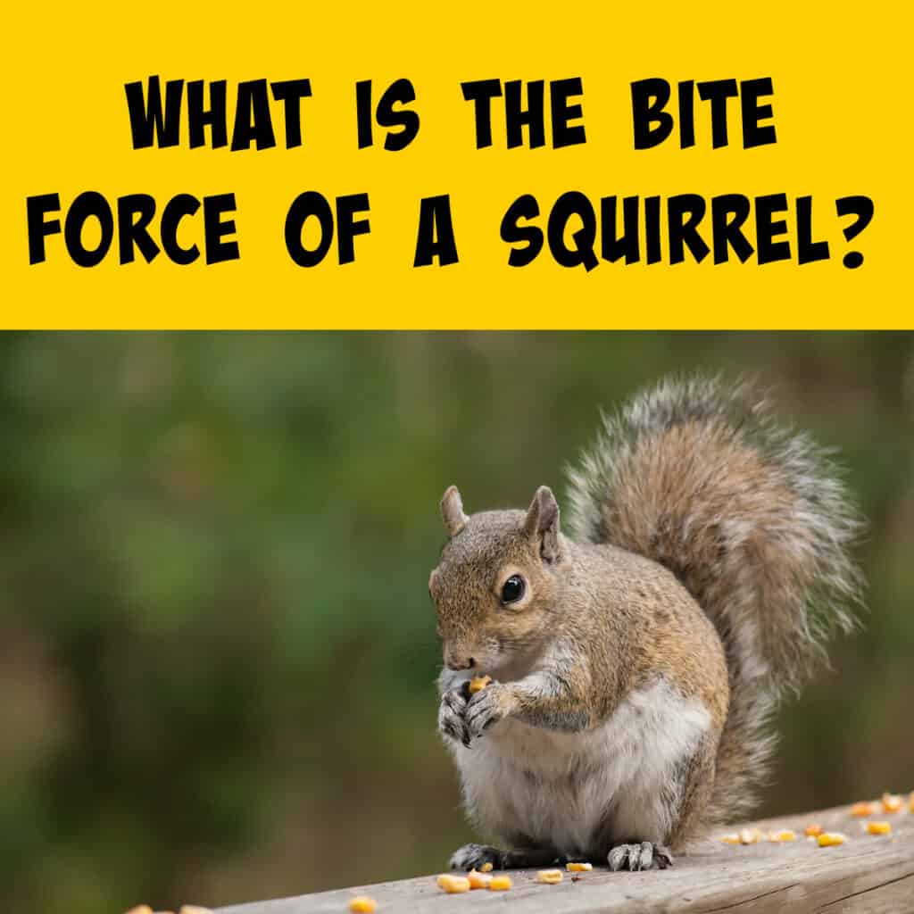 what-is-the-bite-force-of-a-squirrel-squirrels-at-the-feeder