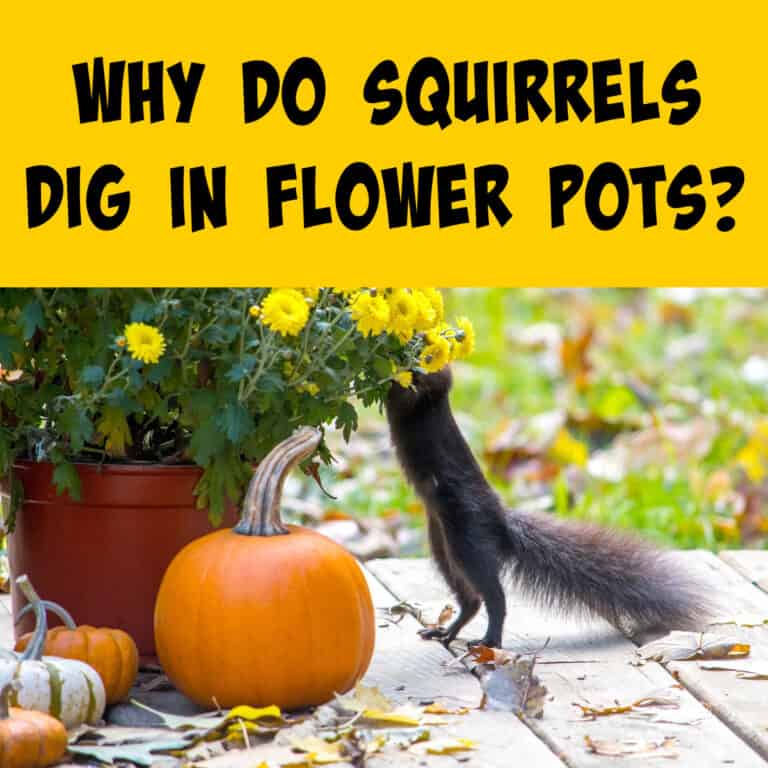 Why Do Squirrels Dig In Flower Pots? What You Can Do to Stop Them