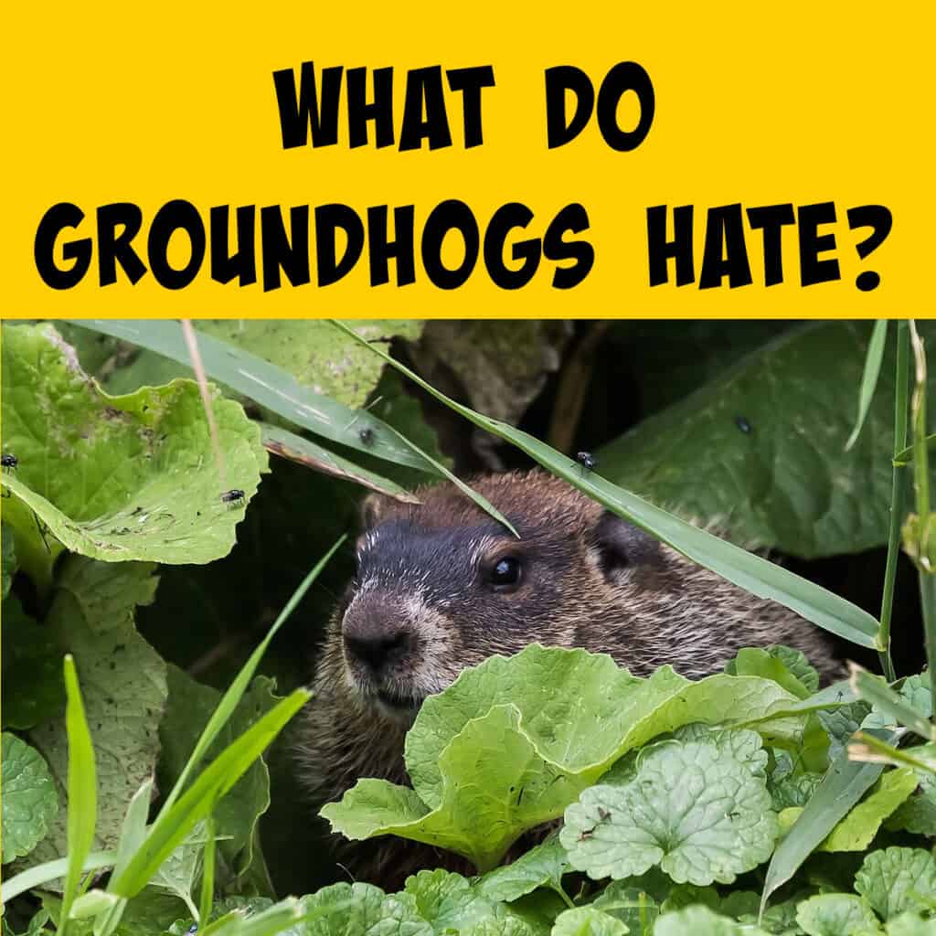 What Do Groundhogs Absolutely Hate? - Squirrels at the Feeder