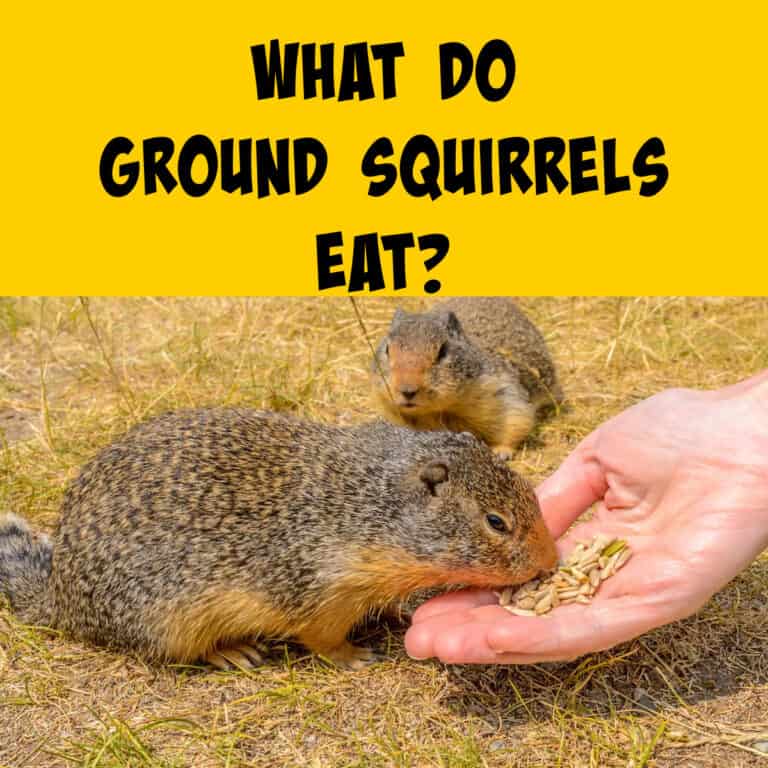 What Do Ground Squirrels Eat? - Squirrels at the Feeder