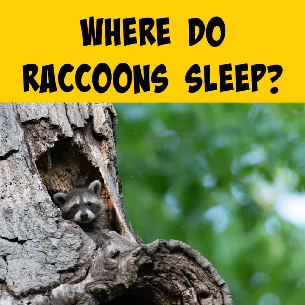 Where Do Raccoons Sleep Squirrels At The Feeder