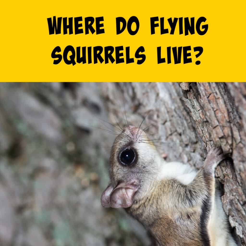 Where Do Flying Squirrels Live? Three Types of Forest! - Squirrels at